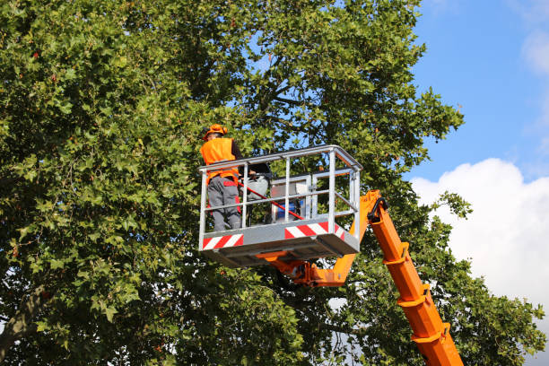 Best Tree Trimming and Pruning  in Bardmoor, FL