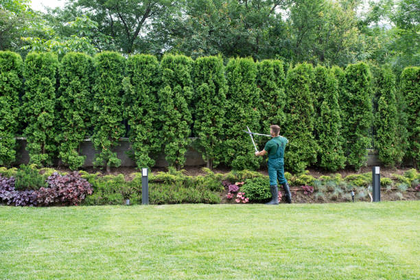 Best Storm Damage Tree Cleanup  in Bardmoor, FL