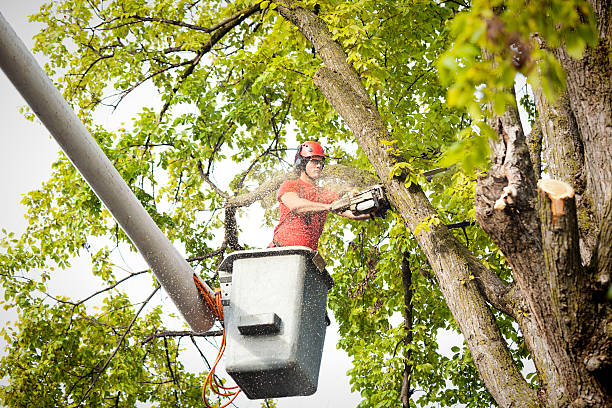 Best Tree Cabling and Bracing  in Bardmoor, FL